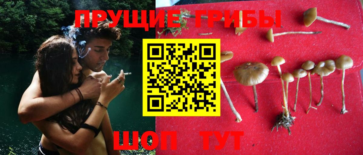 Псилоцибиновые грибы Psilocybe Домодедово